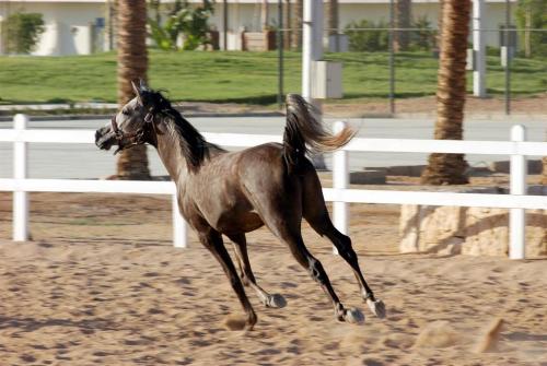 8 фото отеля Concorde El Salam Sport Area 5* 